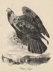 Aquila reale, litografia di J.T. Bowen, da 